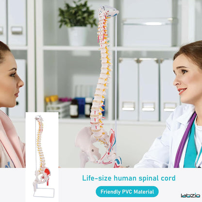 Labzio Life size Flexible Spinal Column with Femur Heads, Spinal Nerves, Painted Muscles, Occipital Plate for Educational Institutions, with iron base for better stability, 85 cm