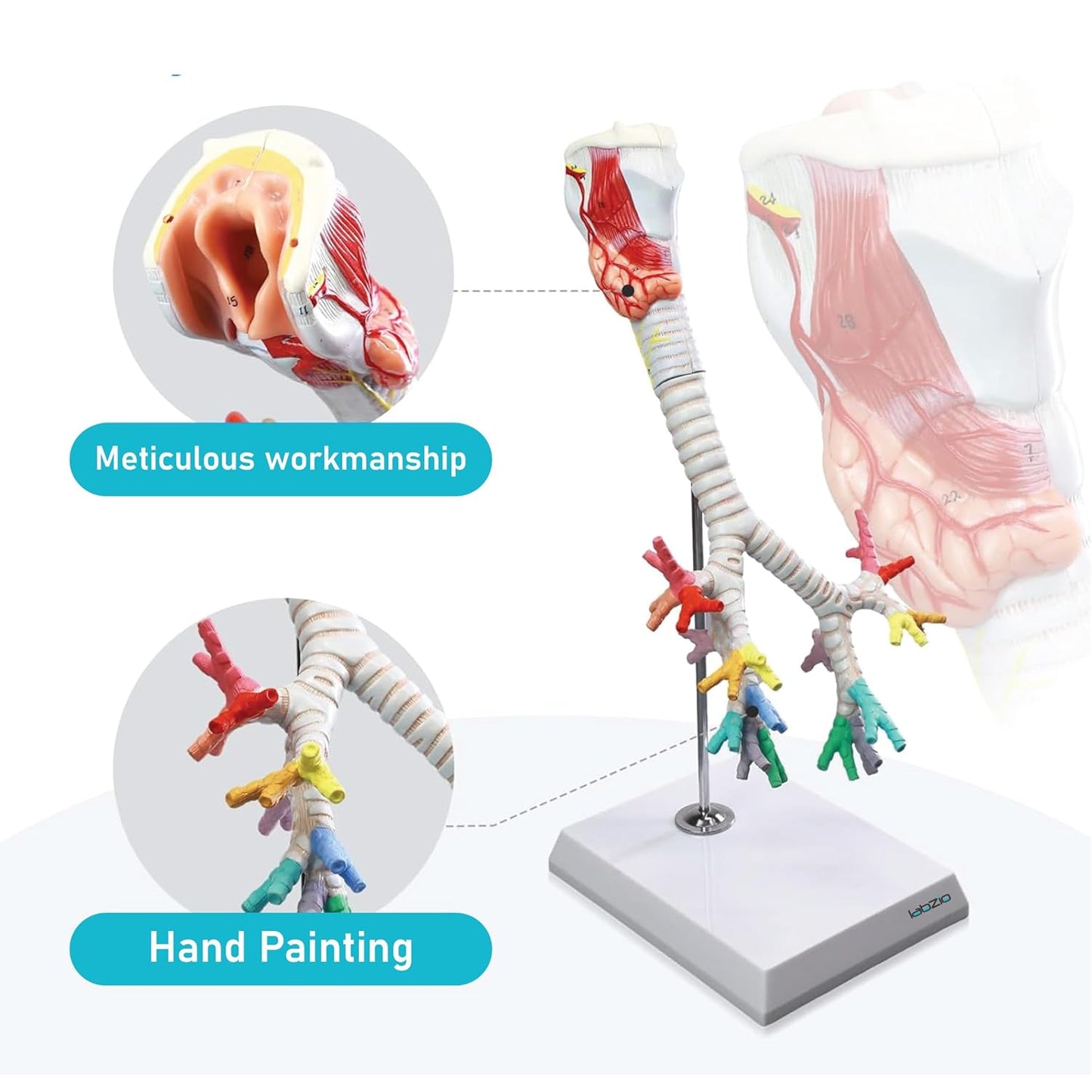 Larynx model with Bronchial tree,3 parts,natural size , with coloured deatiled key card