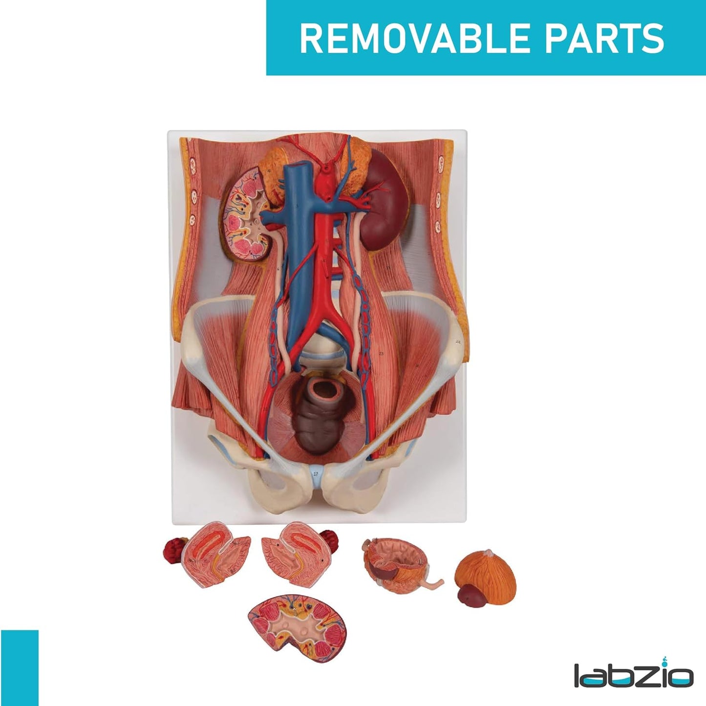 Labzio Anatomical Urinary System Model - Detailed Urology Anatomy Model for Educational & Medical Illustration - 3D Human Urinary Tract Structure