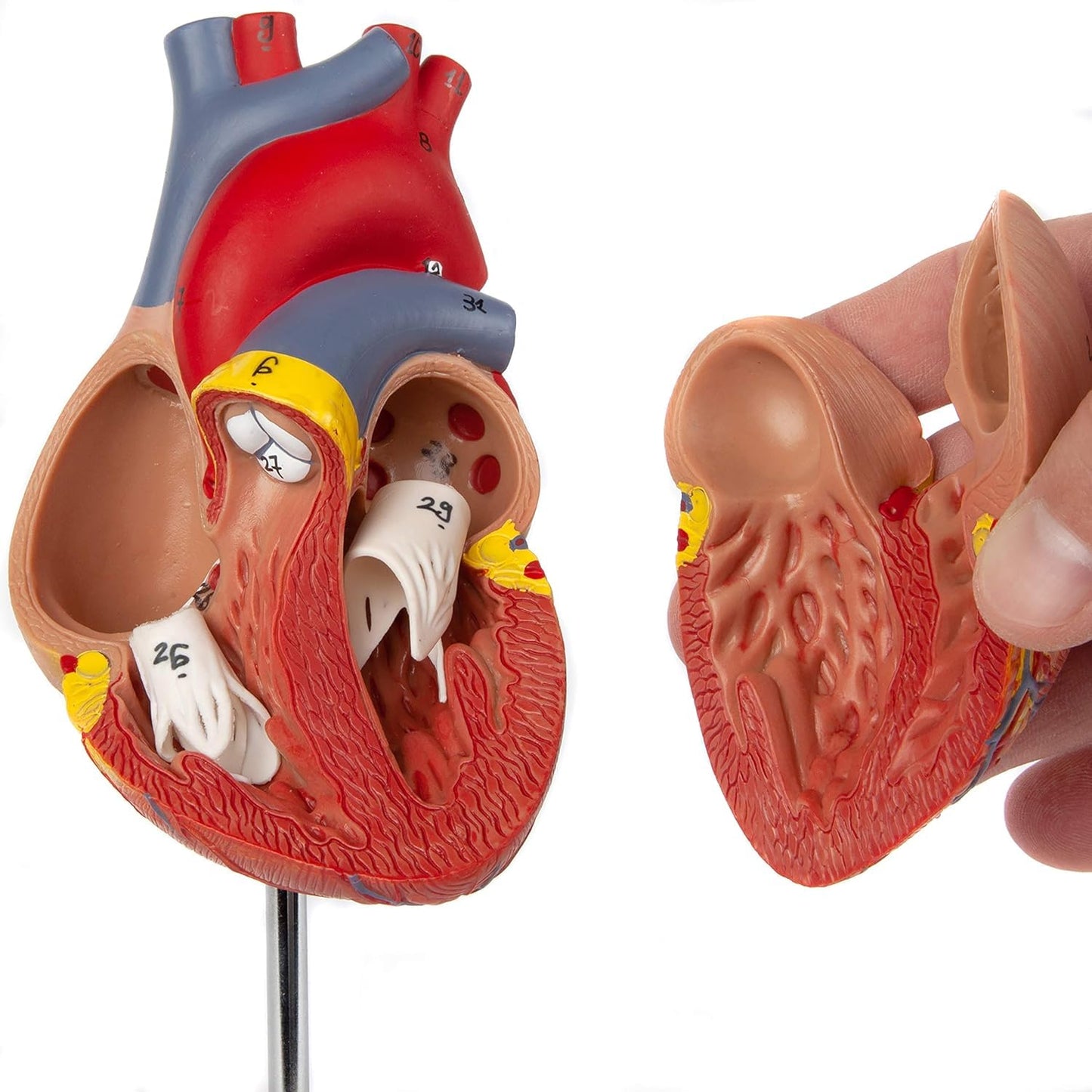 LABZIO Deluxe Human Heart Anatomical Model –2-Part Medical Heart Model with 4 Chambers, Valves & Arteries | Life-Size Heart for Student Studies, Science Lab, Doctor Demonstrations & Medical Training