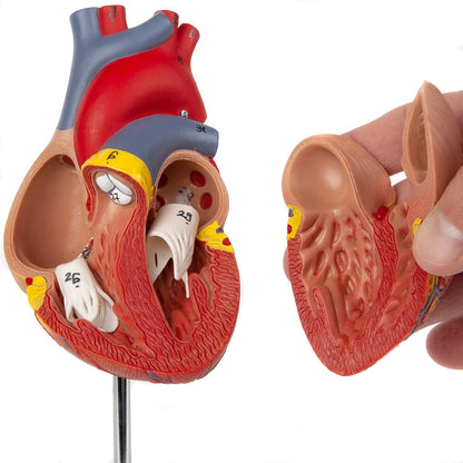 LABZIO Deluxe Human Heart Anatomical Model –2-Part Medical Heart Model with 4 Chambers, Valves & Arteries | Life-Size Heart for Student Studies, Science Lab, Doctor Demonstrations & Medical Training
