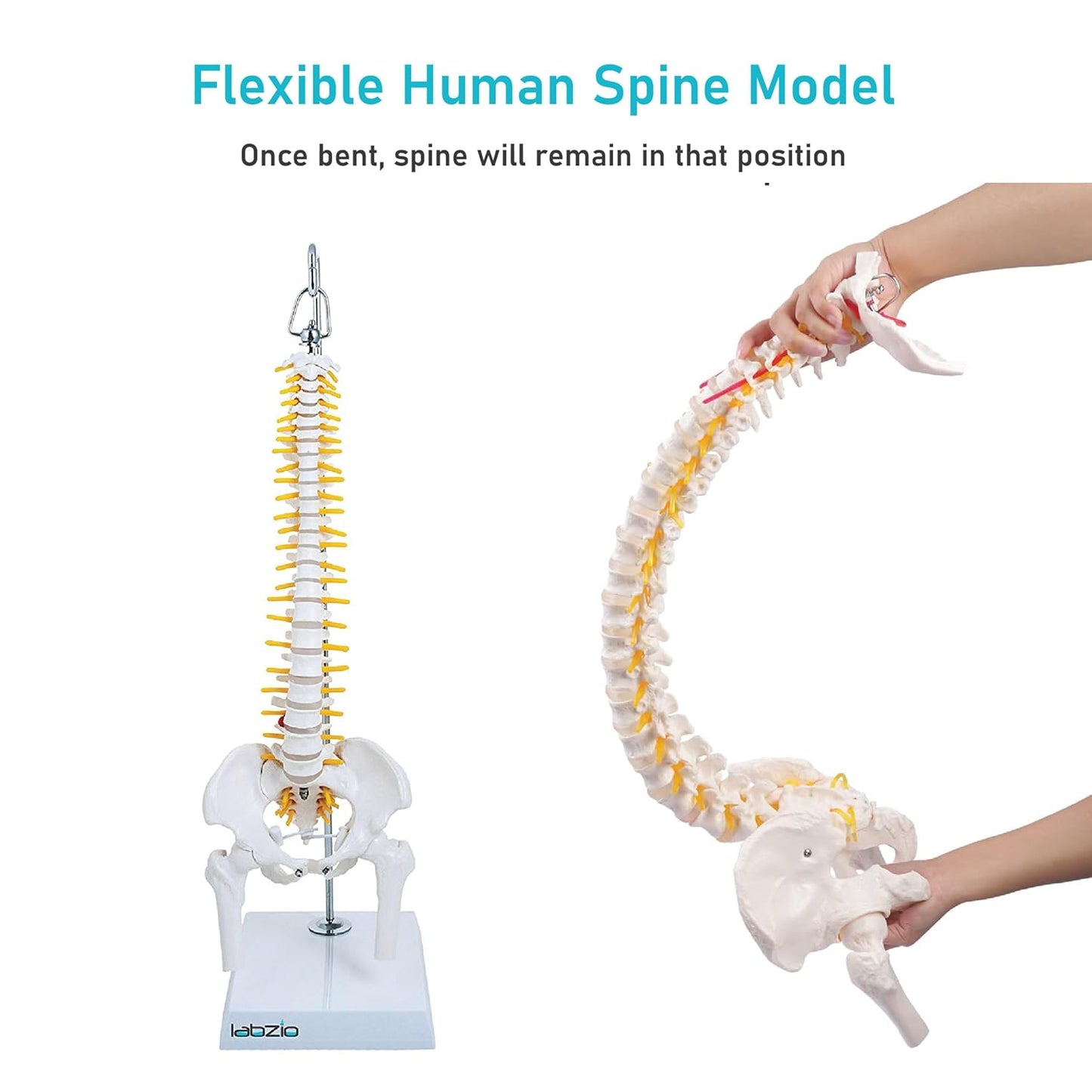 Labzio -Spine Model Miniature Flexible Spinal Vertebral Column with Spinal Nerves and Femur Heads, Medical Anatomical Model, Perfect for Doctors, Medical Students and Institutions, 45 cm (18 inch)