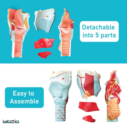 Labzio - Human Larynx Anatomical Model, 5 Parts 2X Life-Size Human Throat Anatomy Model for Medical Science Education Study or Teaching with Base