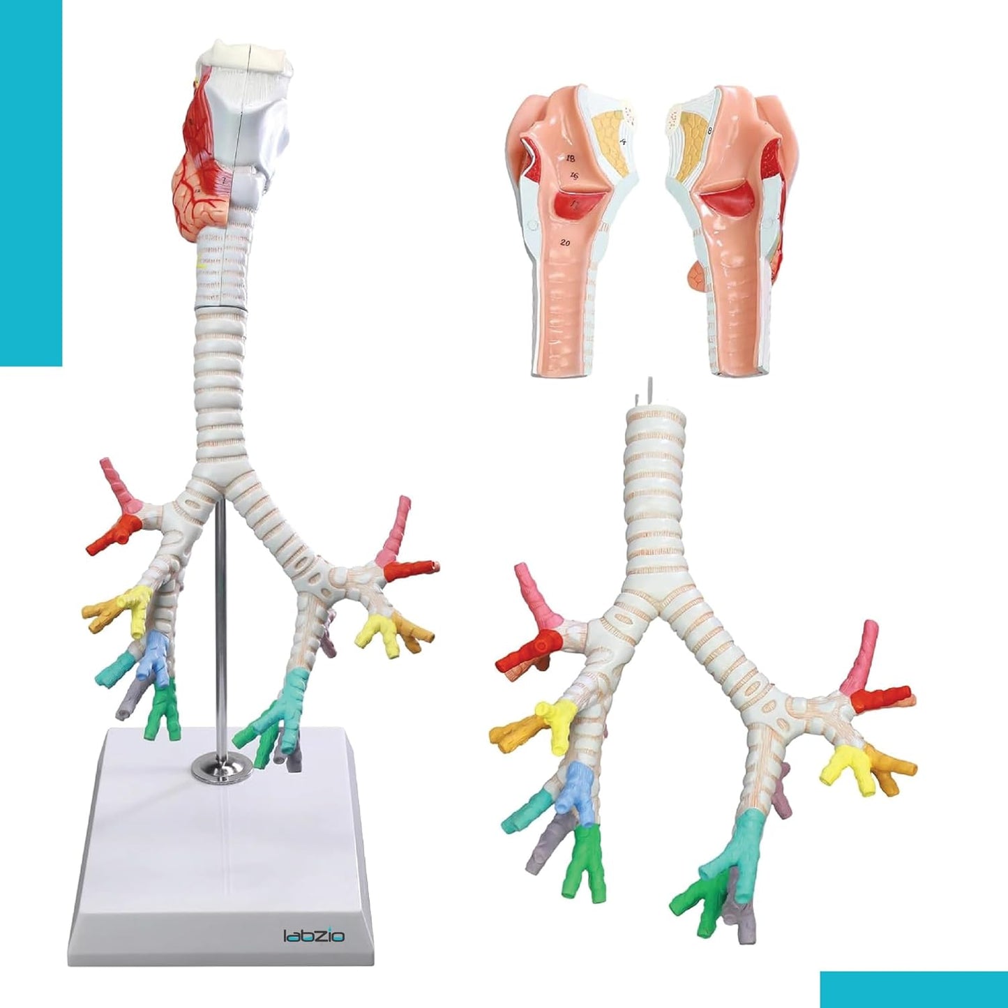 Larynx model with Bronchial tree,3 parts,natural size , with coloured deatiled key card