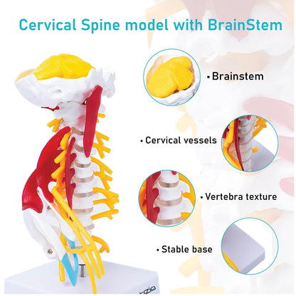Cervical Spine with Occipital Bone, Nerves, and Muscles Anatomy Model