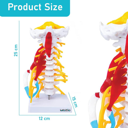 Cervical Spine with Occipital Bone, Nerves, and Muscles Anatomy Model