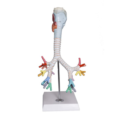 Larynx model with Bronchial tree,3 parts,natural size , with coloured deatiled key card