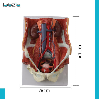 Labzio Anatomical Urinary System Model - Detailed Urology Anatomy Model for Educational & Medical Illustration - 3D Human Urinary Tract Structure