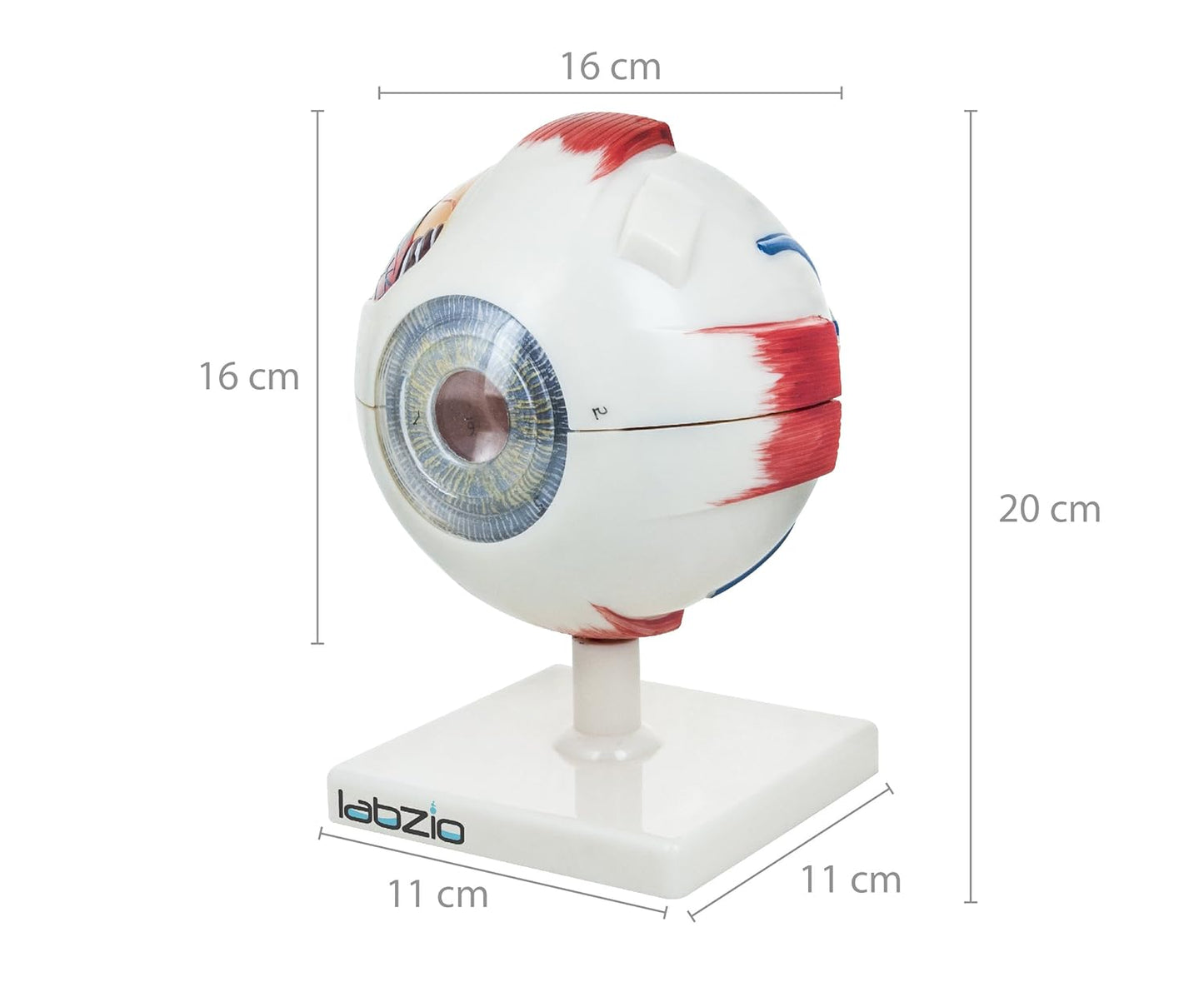 Labzio - Premium Human Eye Model Enlarged 5 Times with Dissectible Eye Ball 7 Parts Anatomical Model with Detailed Key Card