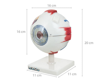Labzio - Premium Human Eye Model Enlarged 5 Times with Dissectible Eye Ball 7 Parts Anatomical Model with Detailed Key Card