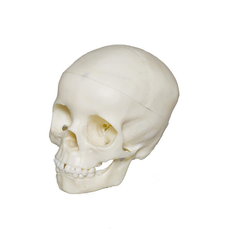 Labzio- 5 Year old child Skull, 3 parts, Natural size