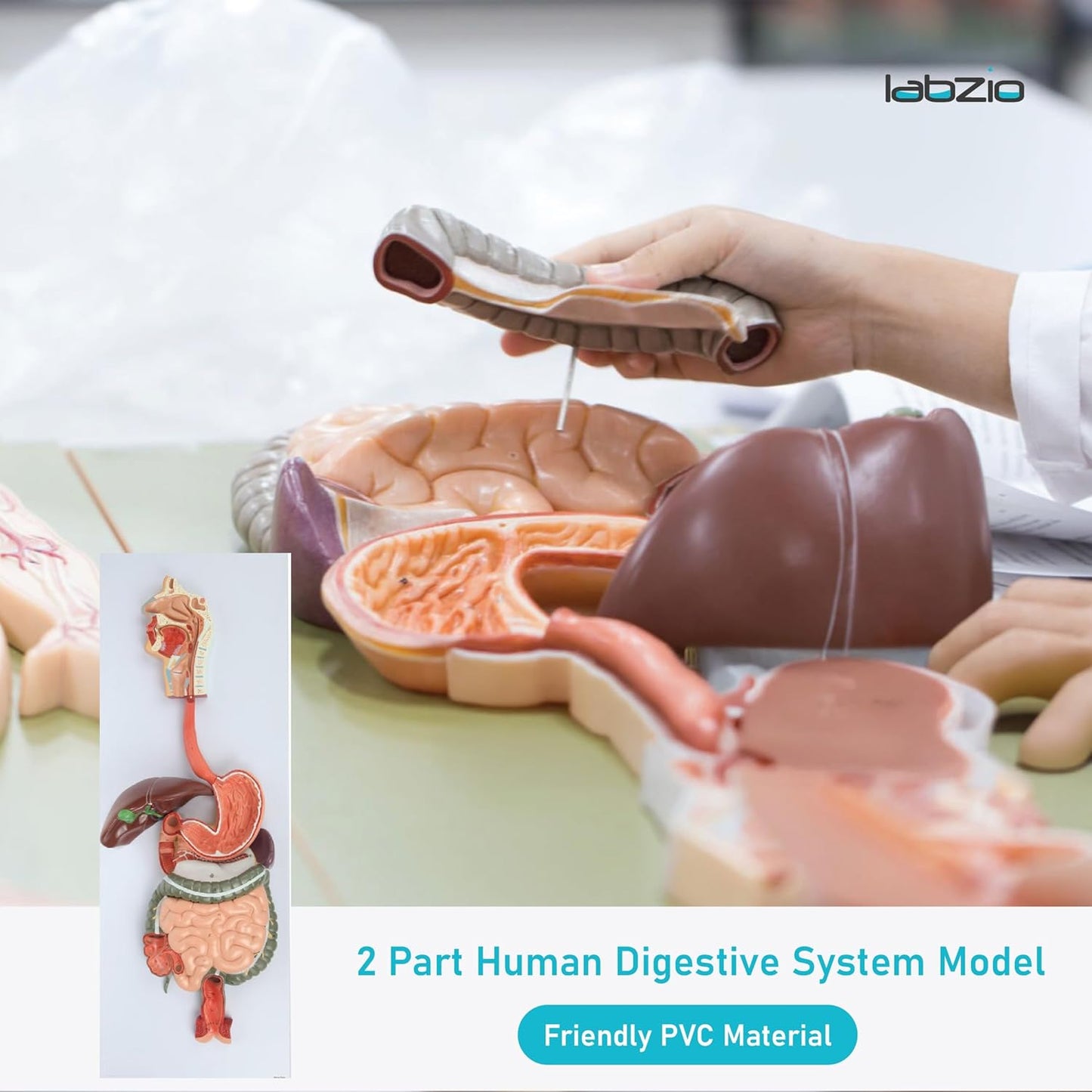 Labzio - Human Digestive System Anatomical Model, 2 Part Half Life Size Human Digestive System Anatomical Model with GI-Tract and Colon Organs for Medical Learning Research Education Display