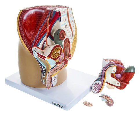 Anatomical Model of Male Pelvis Showing Urinary System, Muscular Anatomy and Outer Reproductive System, Dissectible into 4 Parts, with Detailed Study Guide