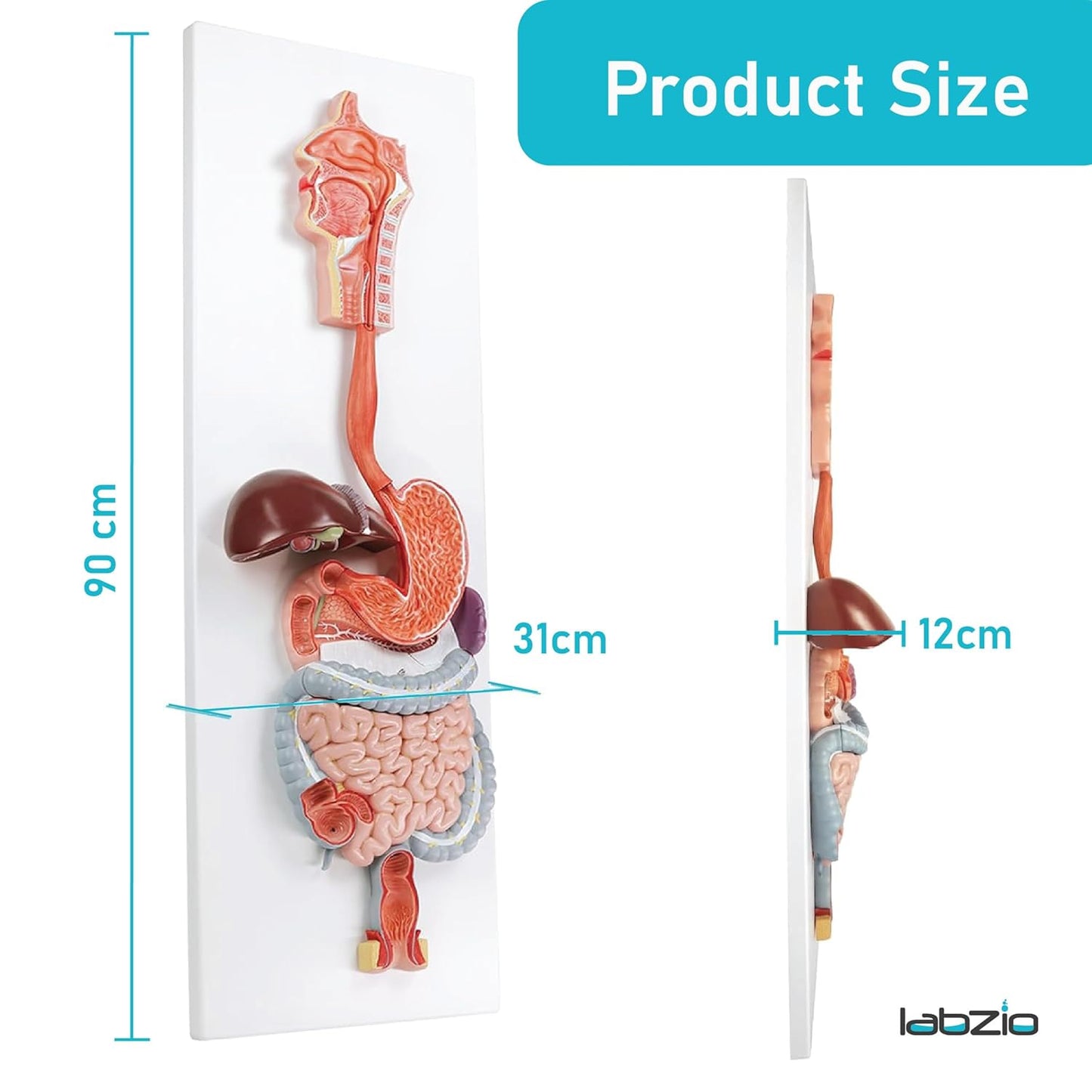 Labzio - Human Digestive System Anatomical Model, 2 Part Half Life Size Human Digestive System Anatomical Model with GI-Tract and Colon Organs for Medical Learning Research Education Display