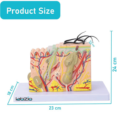Labzio - Human Skin Anatomical Model | Enlarged 70 Times Premium Quality | Deepen Your Knowledge About Human Skin With This Skin Model