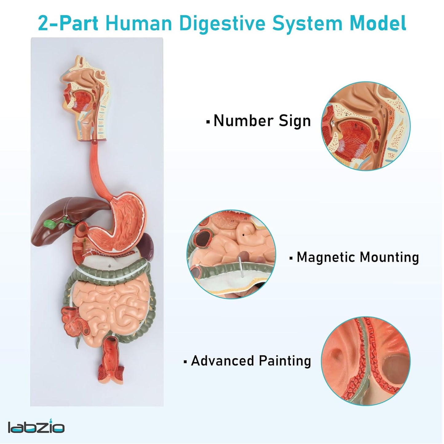 Labzio - Human Digestive System Anatomical Model, 2 Part Half Life Size Human Digestive System Anatomical Model with GI-Tract and Colon Organs for Medical Learning Research Education Display