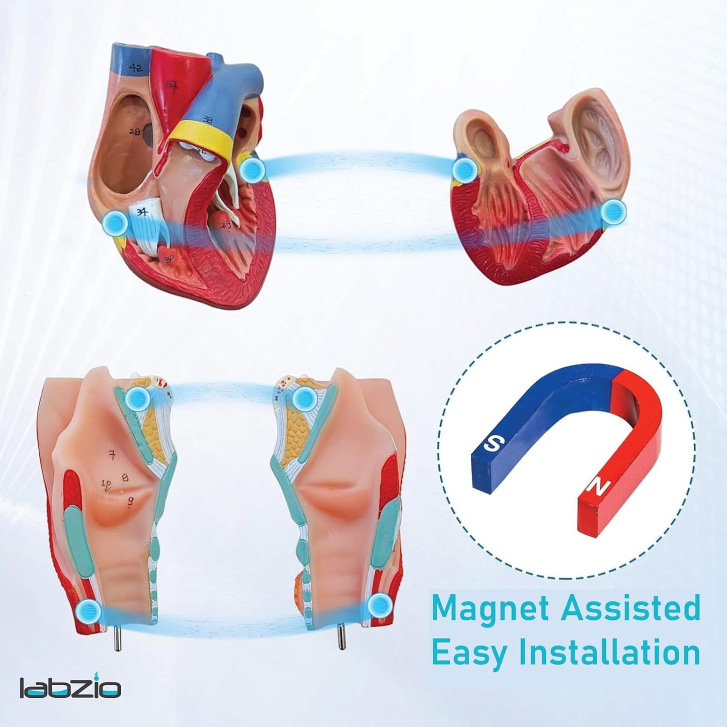 Labzio - Human Lung and Respiratory System Model, Life Size, 7 Removable parts including 2 parts Heart and detachable Larynx, detailed key card included