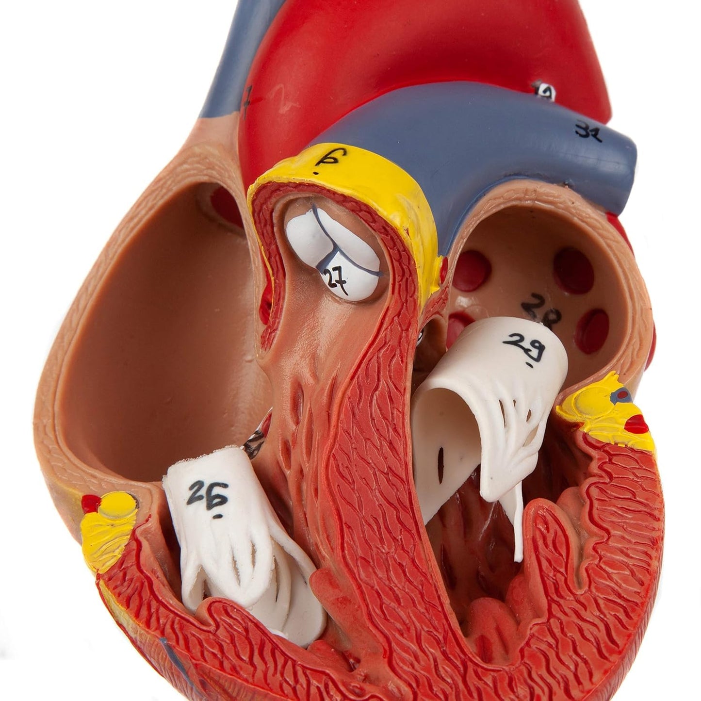 LABZIO Deluxe Human Heart Anatomical Model –2-Part Medical Heart Model with 4 Chambers, Valves & Arteries | Life-Size Heart for Student Studies, Science Lab, Doctor Demonstrations & Medical Training