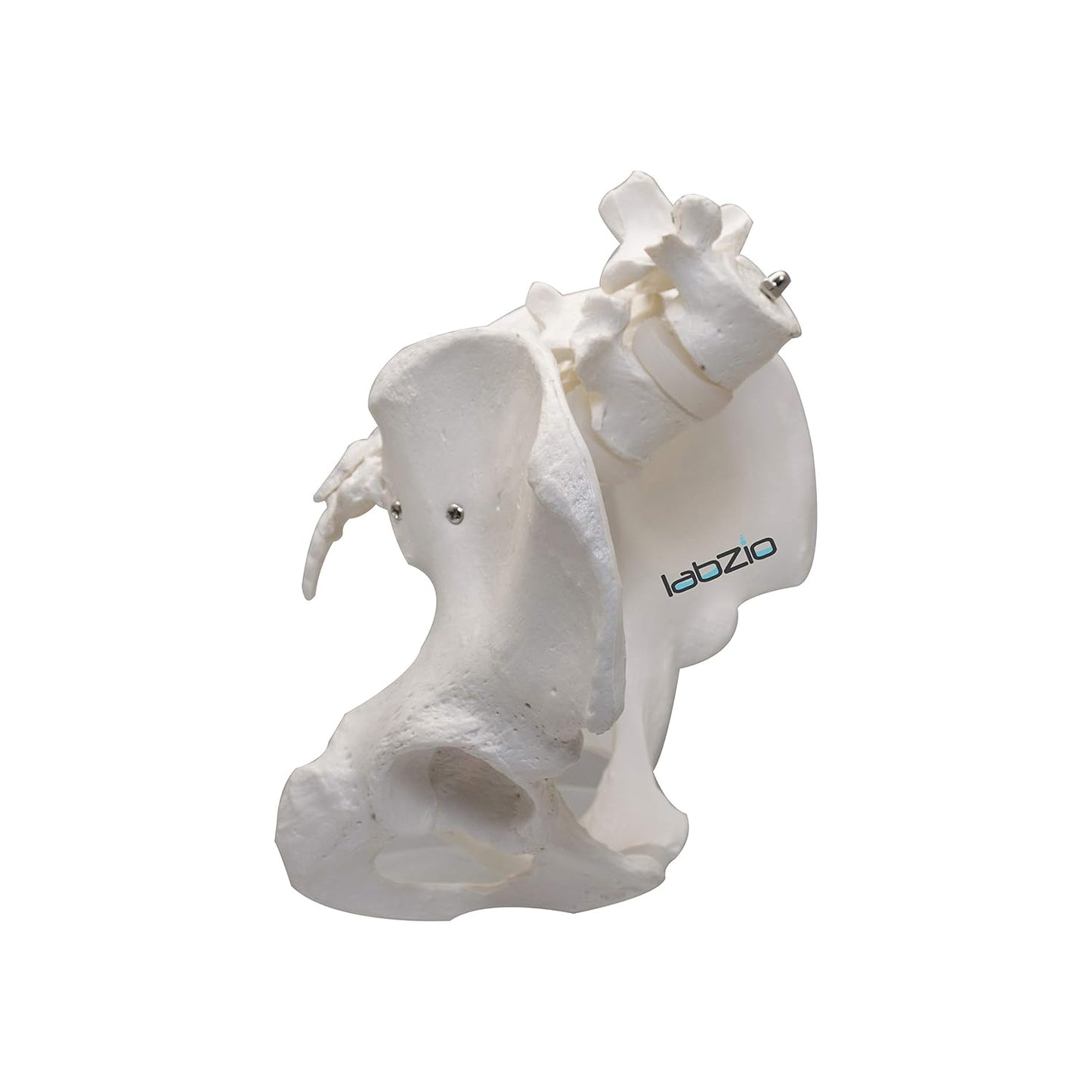 LABZIO Premium Female Pelvis Skeleton Model | Life-Size Anatomical Pelvic Bone Structure for Medical Study, Teaching, Chiropractic & Gynecology Education | Ideal for Students & Professionals