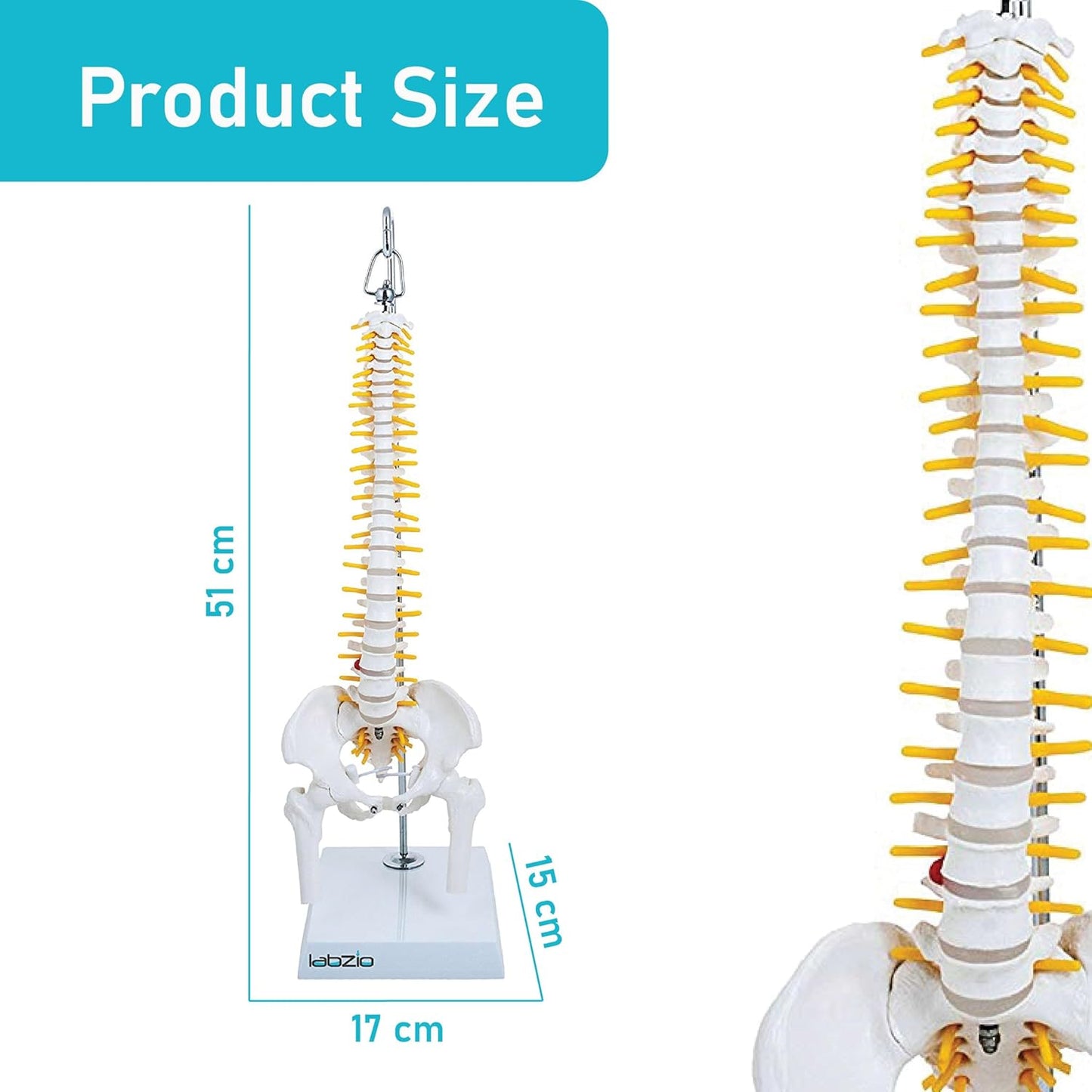 Labzio -Spine Model Miniature Flexible Spinal Vertebral Column with Spinal Nerves and Femur Heads, Medical Anatomical Model, Perfect for Doctors, Medical Students and Institutions, 45 cm (18 inch)