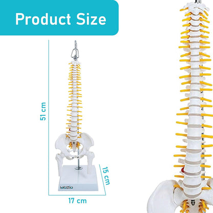 Labzio -Spine Model Miniature Flexible Spinal Vertebral Column with Spinal Nerves and Femur Heads, Medical Anatomical Model, Perfect for Doctors, Medical Students and Institutions, 45 cm (18 inch)