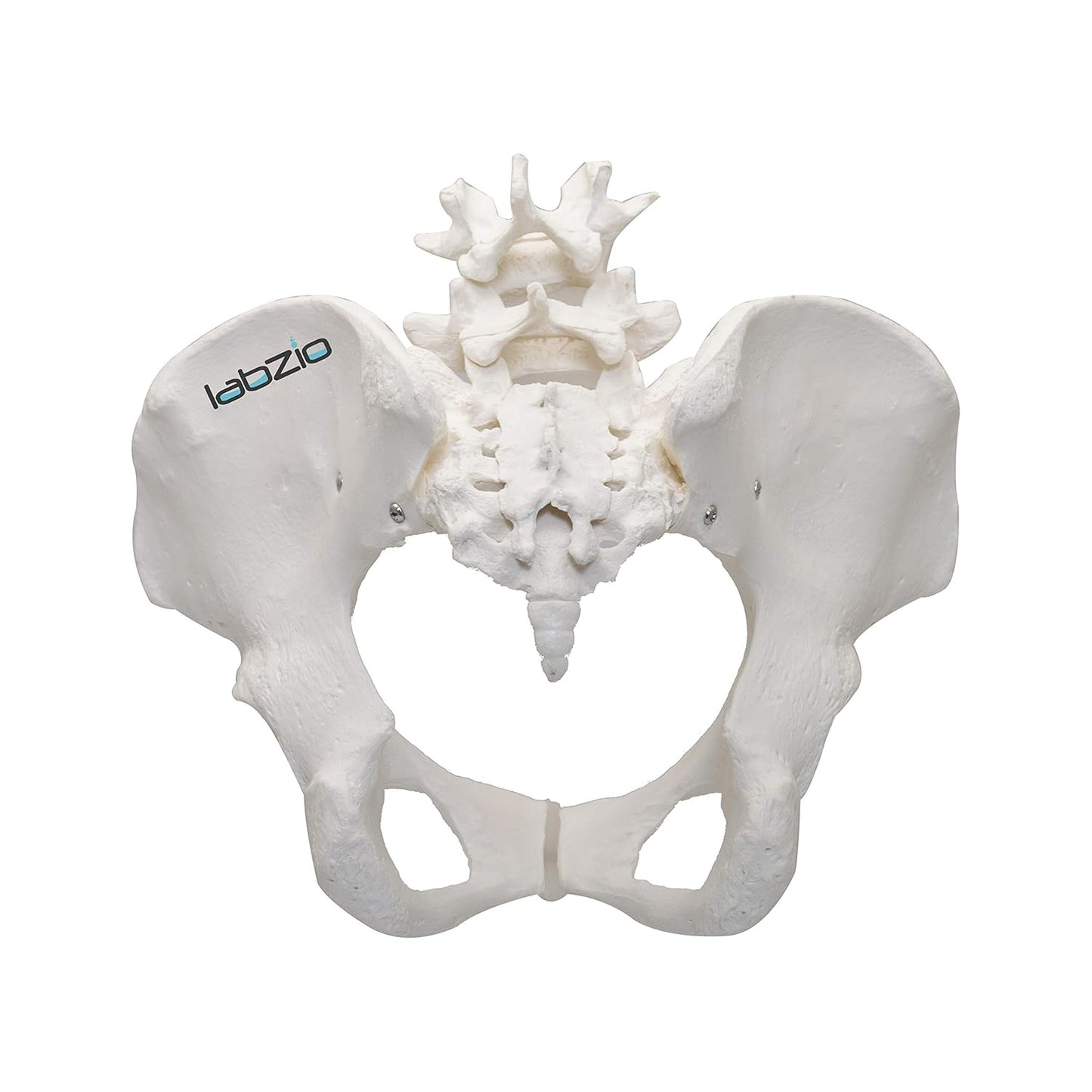 LABZIO Premium Female Pelvis Skeleton Model | Life-Size Anatomical Pelvic Bone Structure for Medical Study, Teaching, Chiropractic & Gynecology Education | Ideal for Students & Professionals
