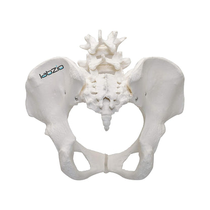 LABZIO Premium Female Pelvis Skeleton Model | Life-Size Anatomical Pelvic Bone Structure for Medical Study, Teaching, Chiropractic & Gynecology Education | Ideal for Students & Professionals