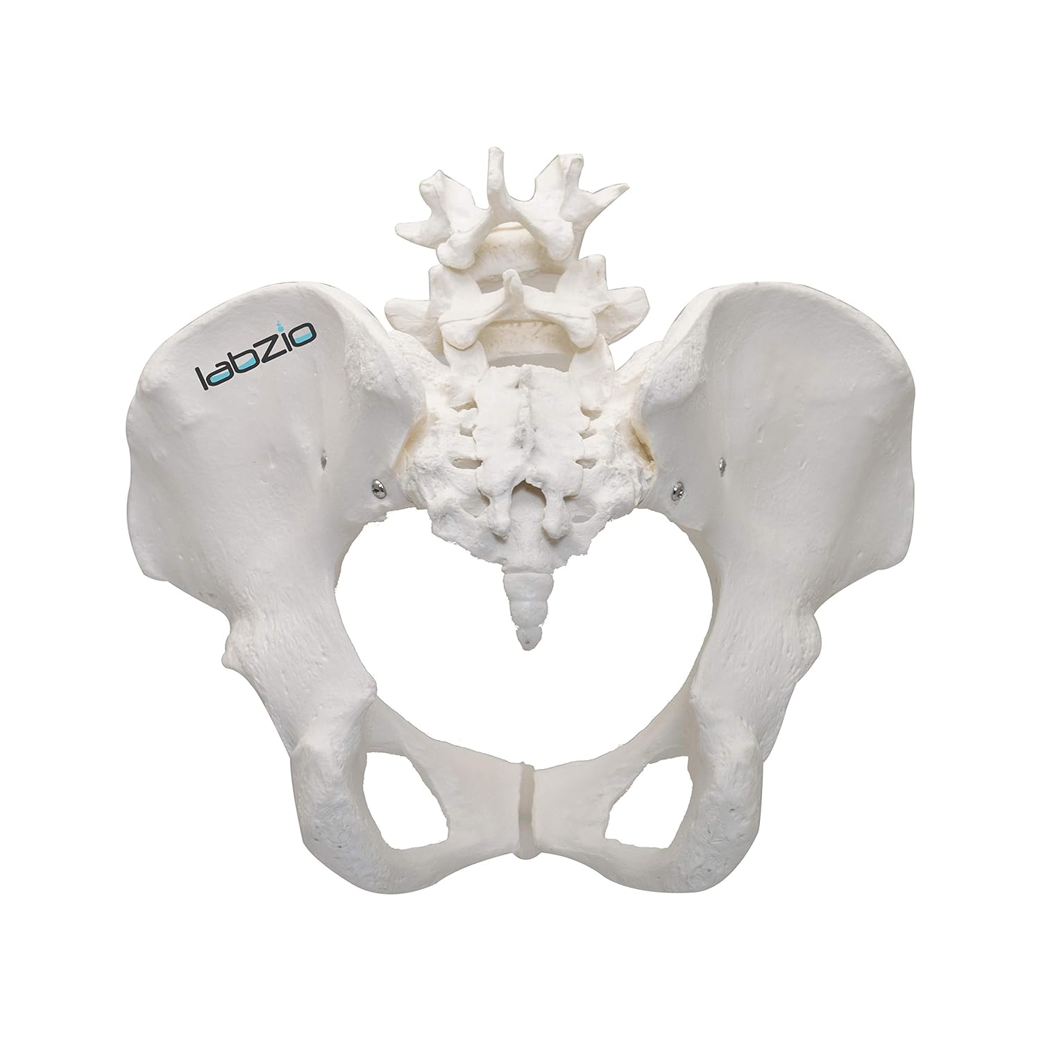 Premium Female Pelvis Skeleton Model, Anatomically Correct, Life Size Model, 2 Parts