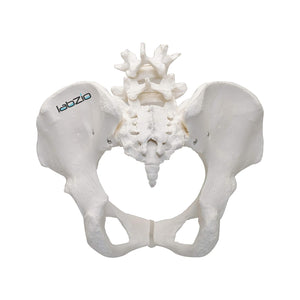 Premium Female Pelvis Skeleton Model, Anatomically Correct, Life Size Model, 2 Parts