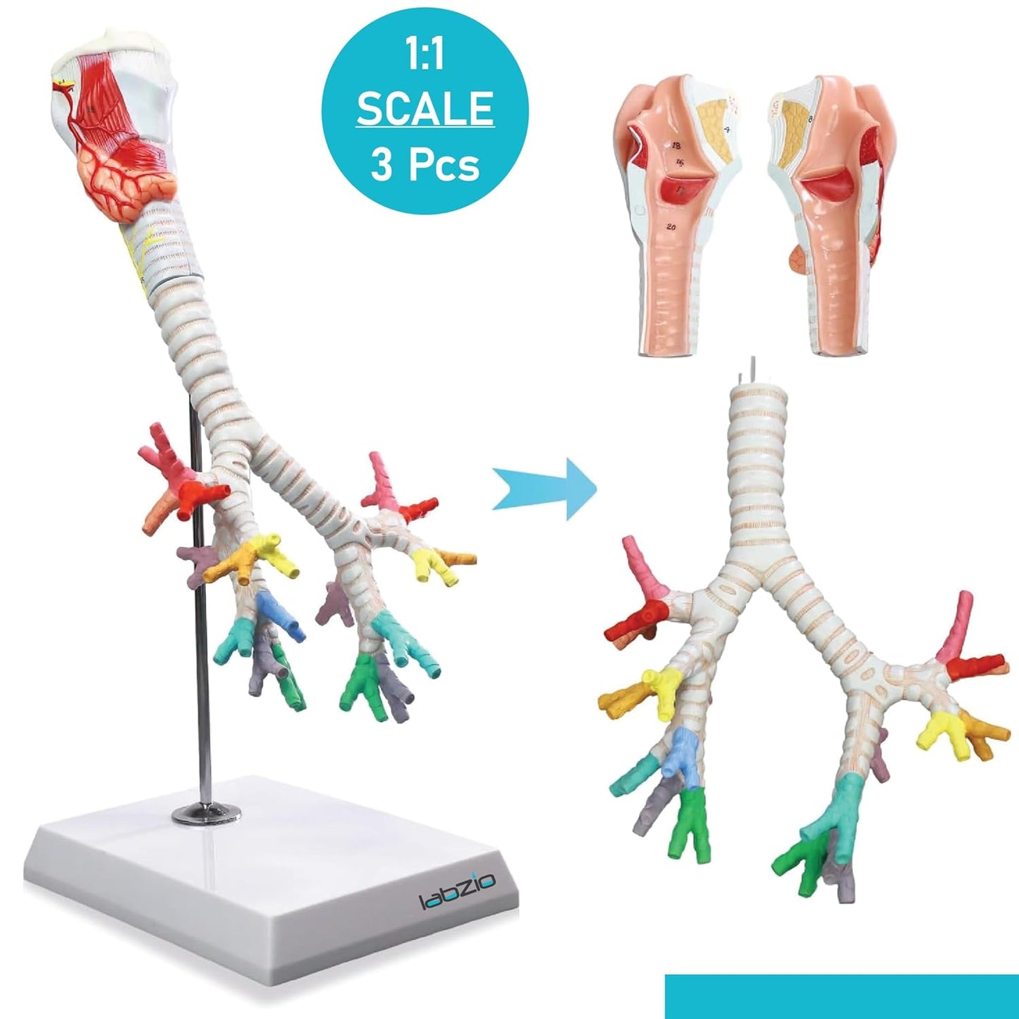 Larynx model with Bronchial tree,3 parts,natural size , with coloured deatiled key card