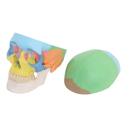 Labzio - Colored Human Skull Model, Medical Quality - 3 Parts, 14 bones with detailed card key