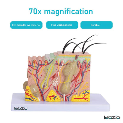 Labzio - Human Skin Anatomical Model | Enlarged 70 Times Premium Quality | Deepen Your Knowledge About Human Skin With This Skin Model