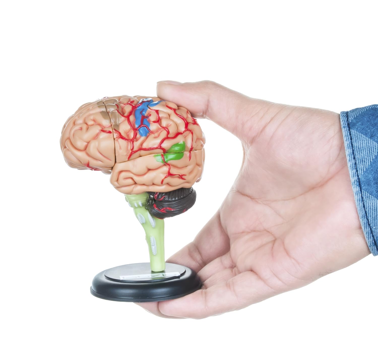4D Human Brain Model, Mini (10 cm Tall), Dissects Into 17 Parts, A Perfect Learning For Anatomy of Brain, A Fun Learning Model For Kids and Students