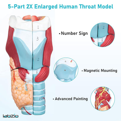 Labzio - Human Larynx Anatomical Model, 5 Parts 2X Life-Size Human Throat Anatomy Model for Medical Science Education Study or Teaching with Base