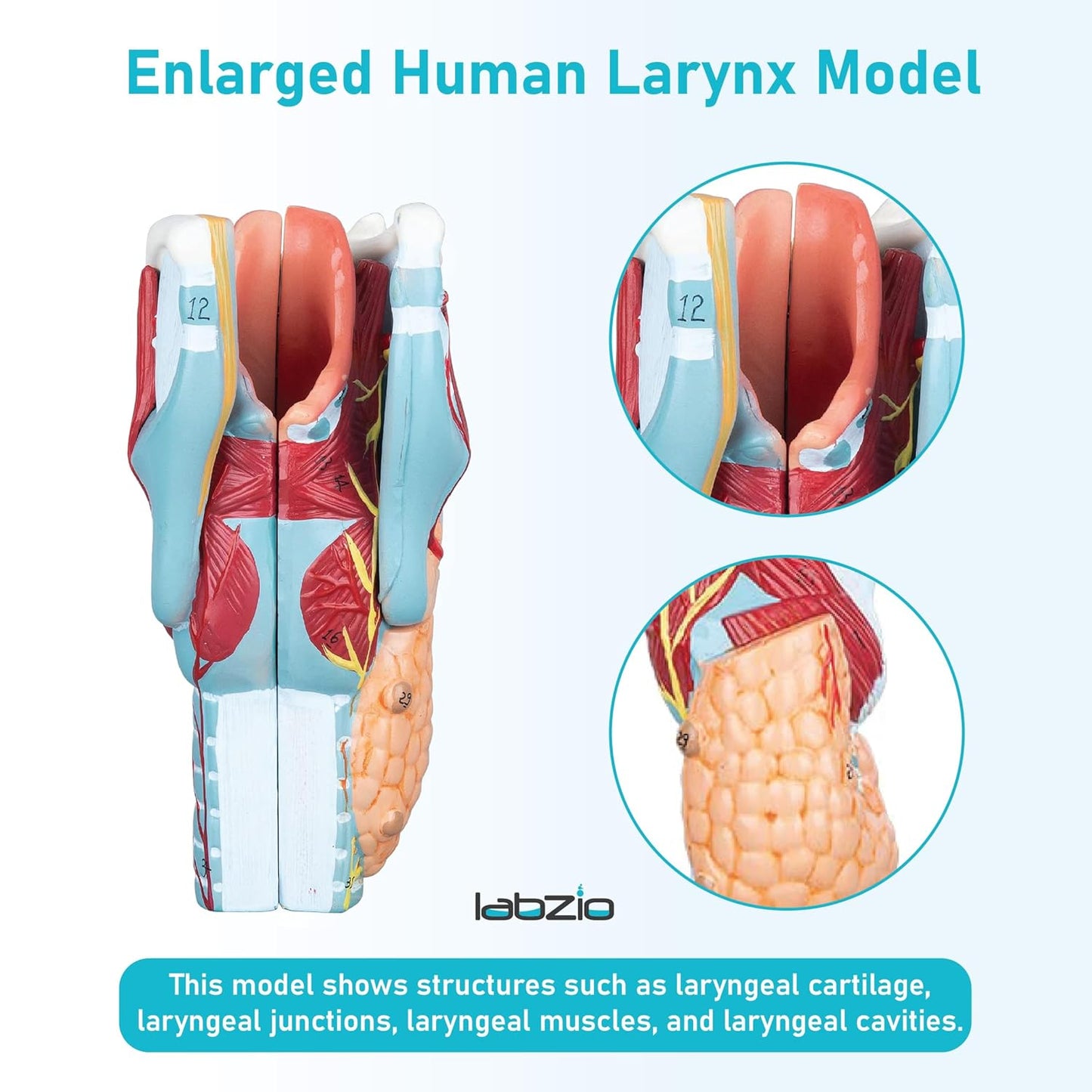 Labzio - Human Larynx Anatomical Model, 5 Parts 2X Life-Size Human Throat Anatomy Model for Medical Science Education Study or Teaching with Base