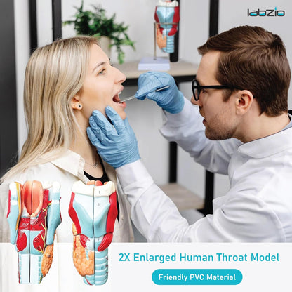 Labzio - Human Larynx Anatomical Model, 5 Parts 2X Life-Size Human Throat Anatomy Model for Medical Science Education Study or Teaching with Base