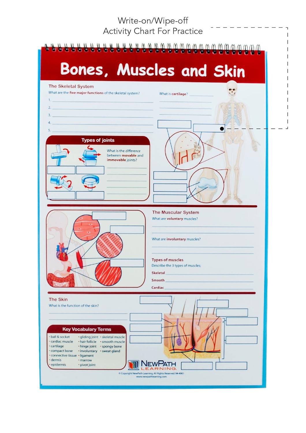 Eisco Human Body Educational Flip Charts