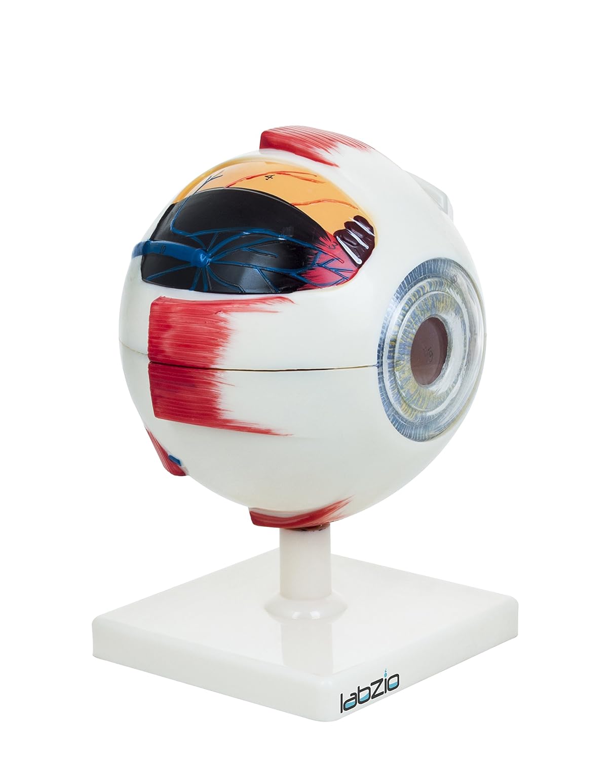 Labzio - Premium Human Eye Model Enlarged 5 Times with Dissectible Eye Ball 7 Parts Anatomical Model with Detailed Key Card
