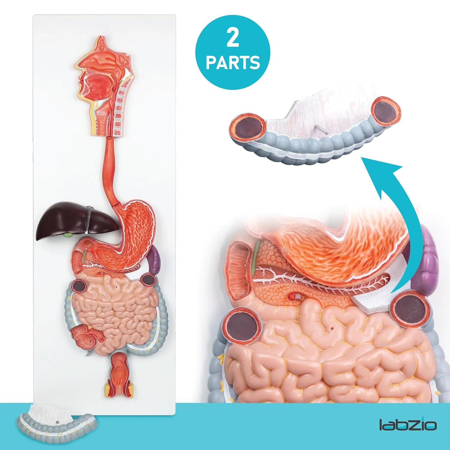 Labzio - Human Digestive System Anatomical Model, 2 Part Half Life Size Human Digestive System Anatomical Model with GI-Tract and Colon Organs for Medical Learning Research Education Display