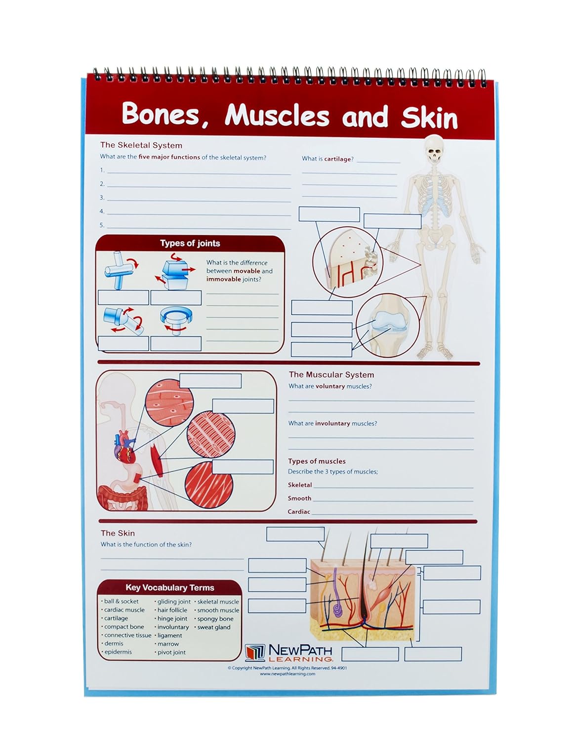 Eisco Human Body Educational Flip Charts