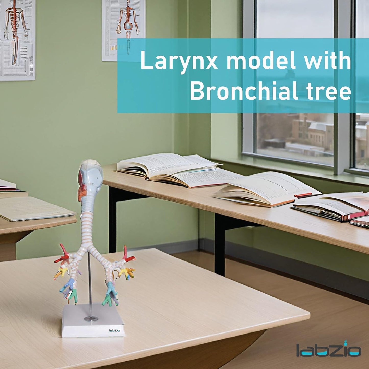 Larynx model with Bronchial tree,3 parts,natural size , with coloured deatiled key card