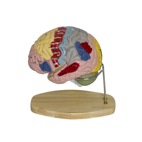 Labzio - Deluxe Human Brain Model - 4 Parts, Color-Coded,1.5 times enlarged