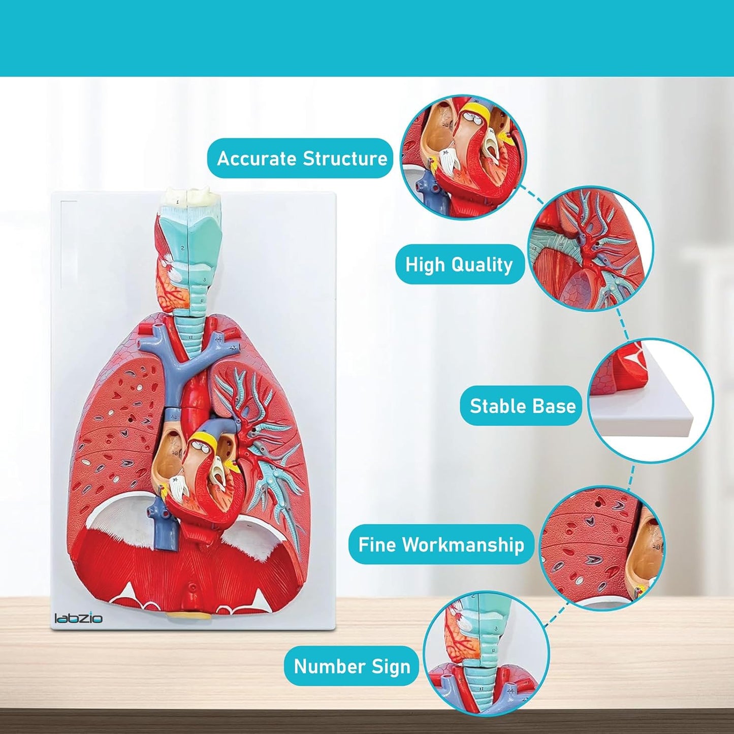 Labzio - Human Lung and Respiratory System Model, Life Size, 7 Removable parts including 2 parts Heart and detachable Larynx, detailed key card included