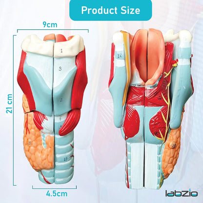 Labzio - Human Larynx Anatomical Model, 5 Parts 2X Life-Size Human Throat Anatomy Model for Medical Science Education Study or Teaching with Base