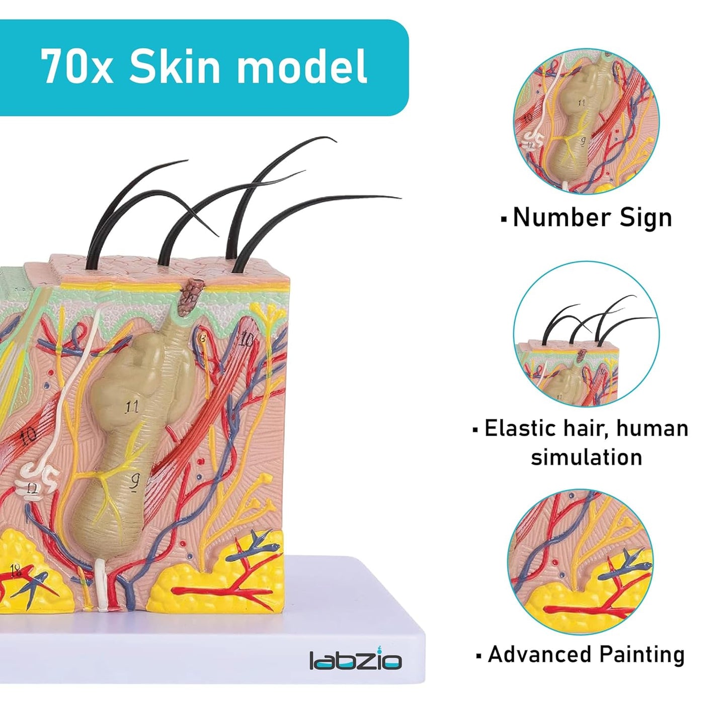 Labzio - Human Skin Anatomical Model | Enlarged 70 Times Premium Quality | Deepen Your Knowledge About Human Skin With This Skin Model