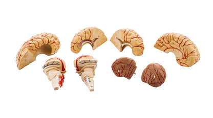 Premium Human Brain Model Life Size Shows Arteries and Dissects Into 8 Parts Anatomical Model with Detailed Key Card