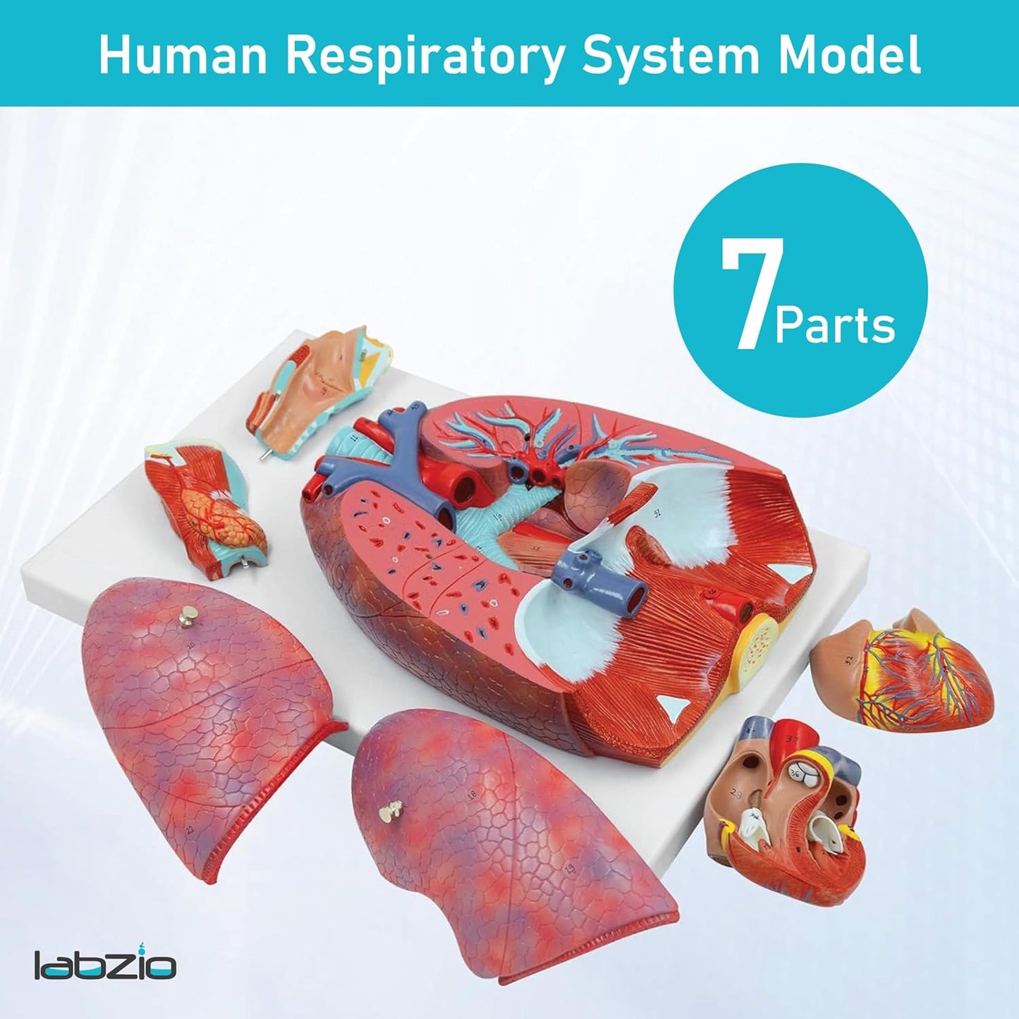 Labzio - Human Lung and Respiratory System Model, Life Size, 7 Removable parts including 2 parts Heart and detachable Larynx, detailed key card included