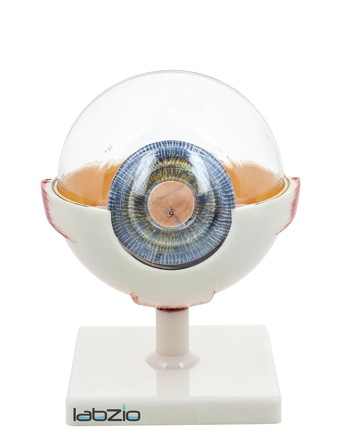 Labzio - Premium Human Eye Model Enlarged 5 Times with Dissectible Eye Ball 7 Parts Anatomical Model with Detailed Key Card