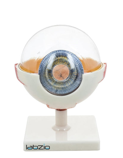Labzio - Premium Human Eye Model Enlarged 5 Times with Dissectible Eye Ball 7 Parts Anatomical Model with Detailed Key Card