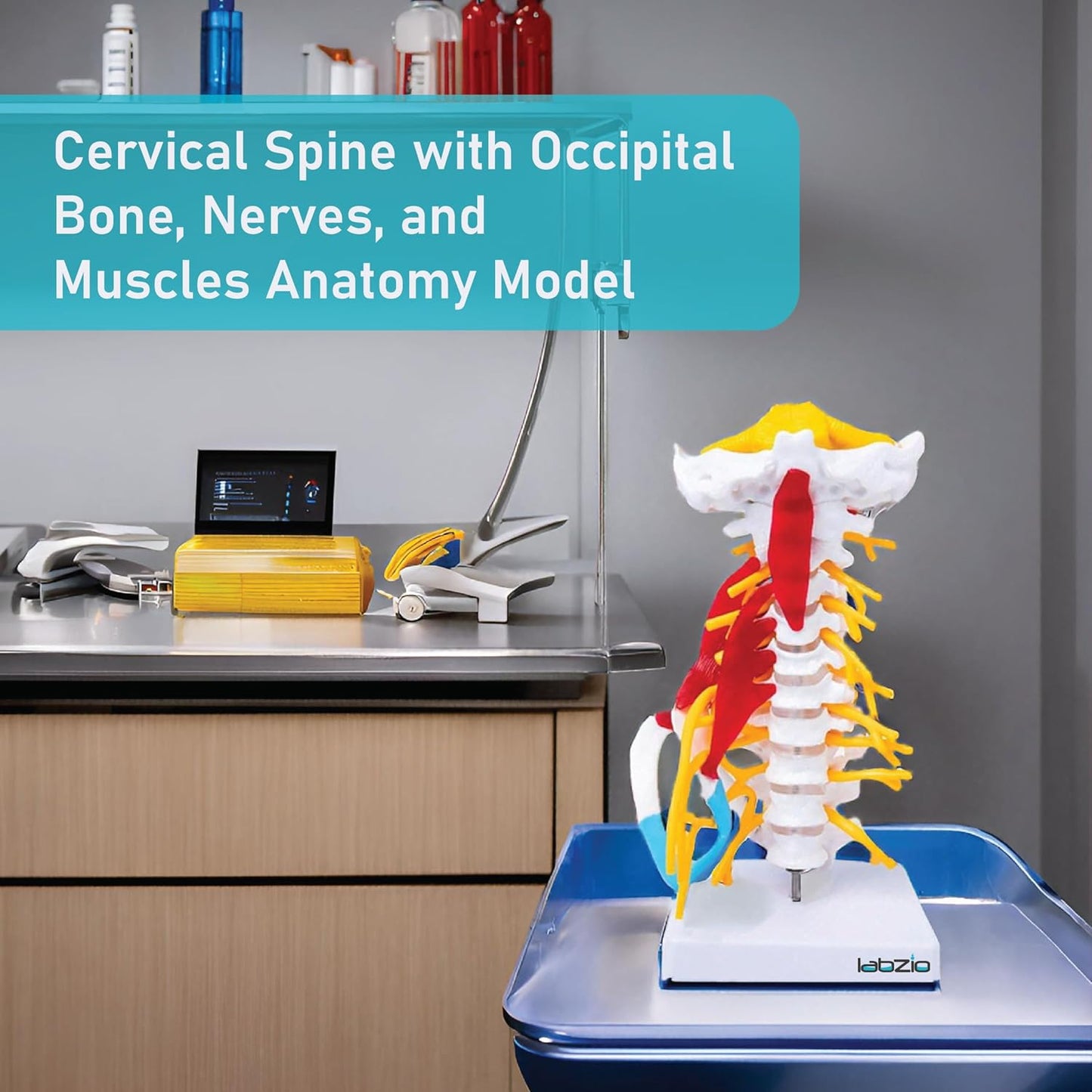 Cervical Spine with Occipital Bone, Nerves, and Muscles Anatomy Model